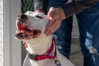 A pitbull getting their head pet