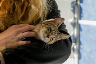 A person holding a kitten