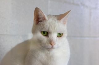 A white cat